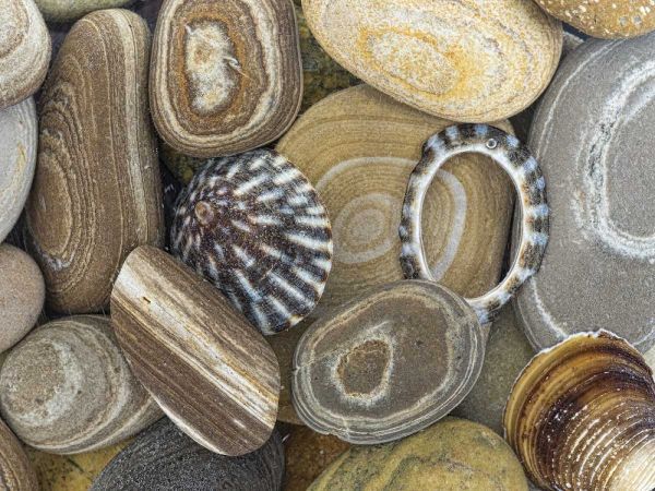 Washington, Seabeck Beach stones and shells
